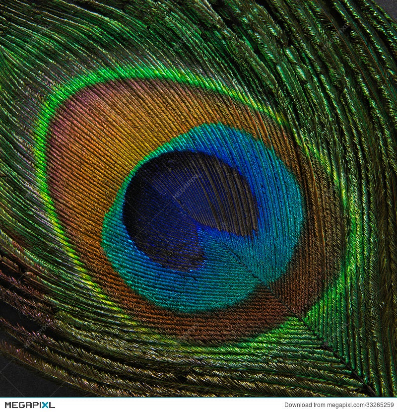 Peacock Feather On Black Background Stock Photo 33265259 - Megapixl