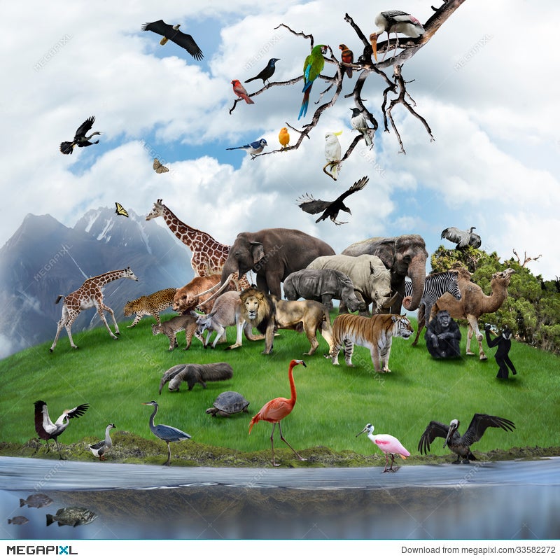 A Collage Of Wild Animals And Birds Stock Photo 33582272 - Megapixl