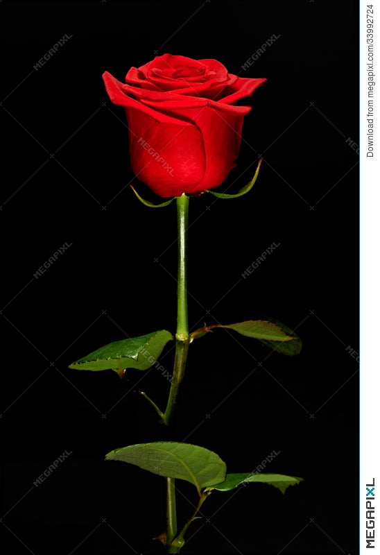 Single Romantic Red Rose Stock Photo 33992724 Megapixl