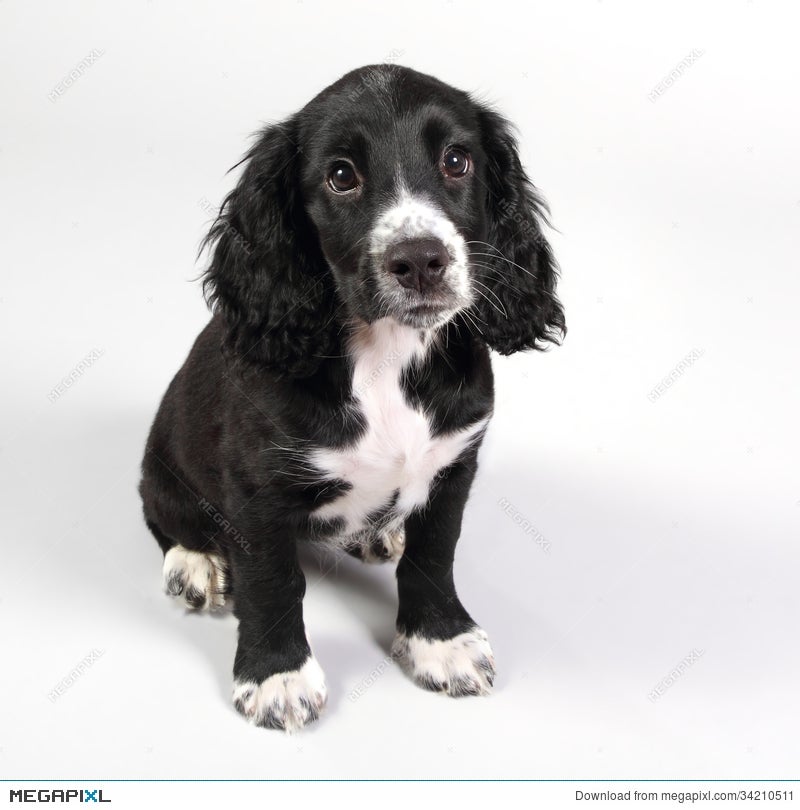 Cute Sprocker Spaniel Puppy Looking Worried Stock Photo 34210511 Cute Sprocker Spaniel Puppy Looking