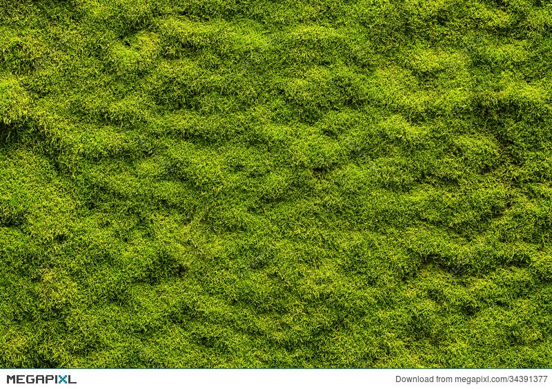 Moss Texture Stock Photo 34391377 Megapixl