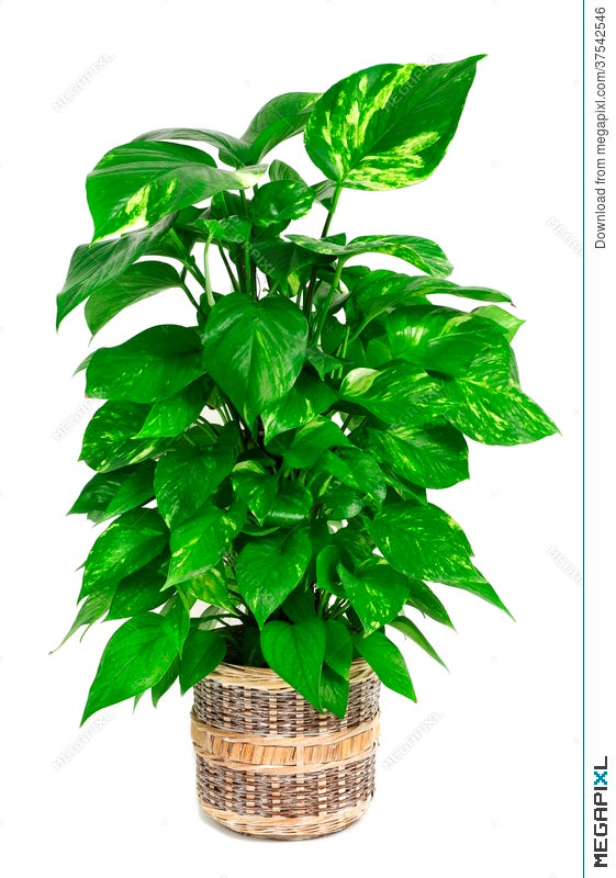 Epipremnum Aureum Plant Stock Photo 37542546 Megapixl Epipremnum Aureum Plant