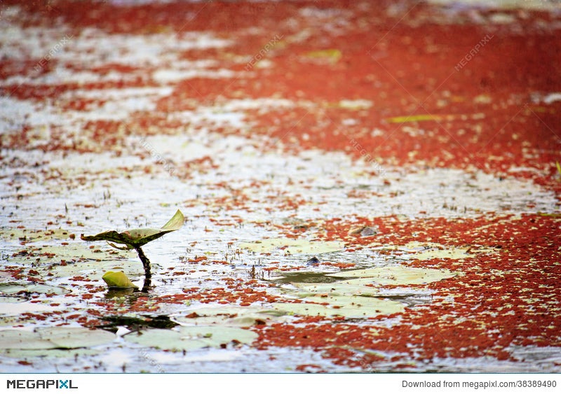Single Lily Pad On A Pond With Red Algae Stock Photo 38389490 Megapixl Single Lily Pad On A Pond With Red Algae