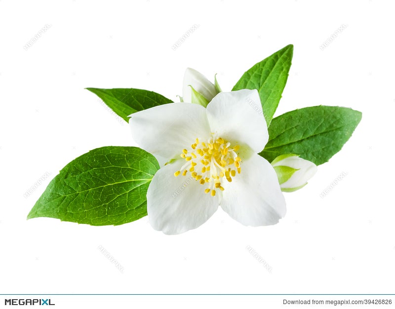 Jasmine Flower On White Background Stock Photo 39426826 - Megapixl