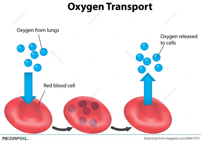 White Blood Cells Labelled