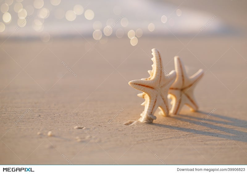 two starfish on beach