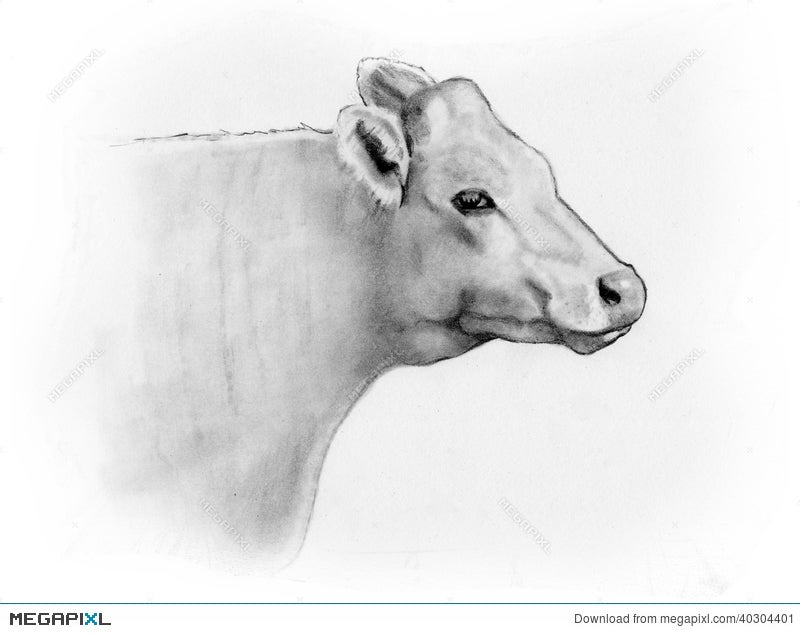 Graphite Cow Drawings  Sabrillu  Sabrina Hassler Illustration
