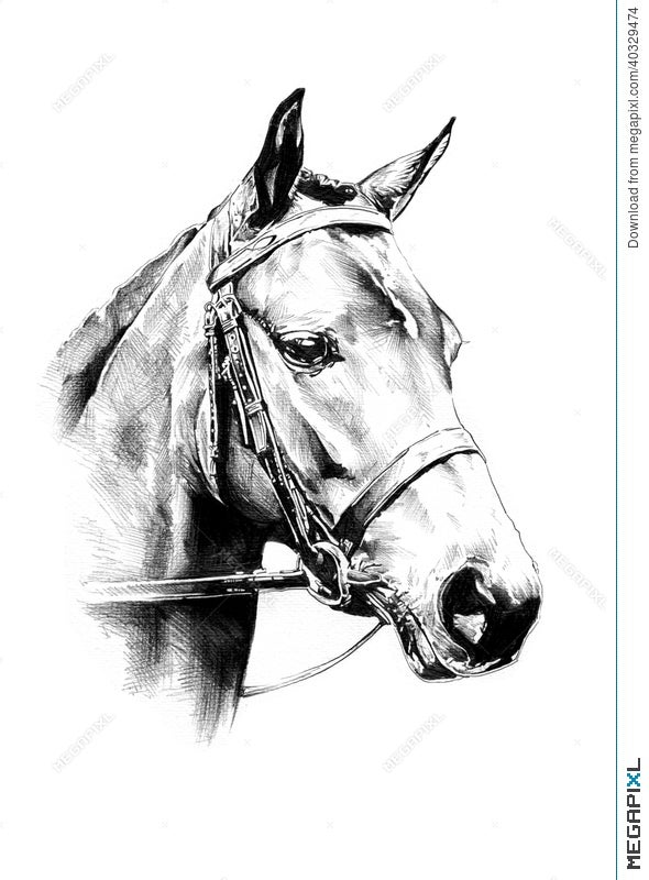 Pencil horse head outline by Night2732 on DeviantArt