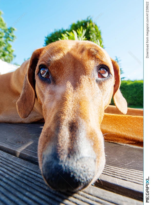 Funny Dog With Long Nose Stock Photo 41238622 - Megapixl Funny Dog With Long Nose Stock Photo 41238622 - Megapixl