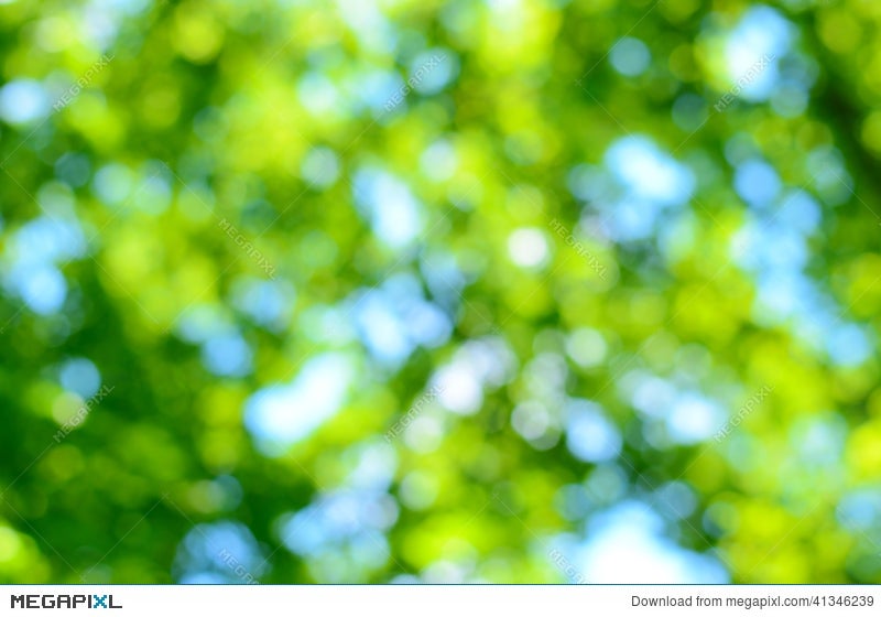 Blurred Forest Background Stock Photo 41346239 - Megapixl