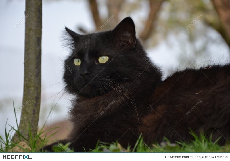 Black Chantilly Cat Stock Photo Megapixl