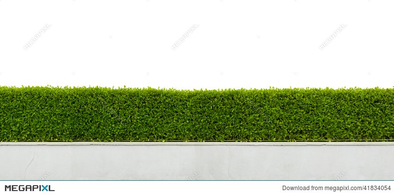 hedge isolated on white stock photo 41834054 megapixl hedge isolated on white stock photo