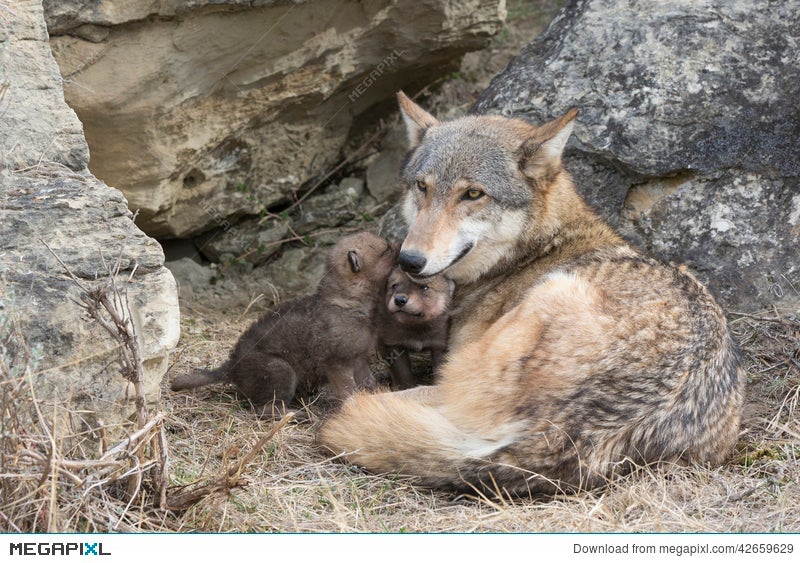wolf pups and mother