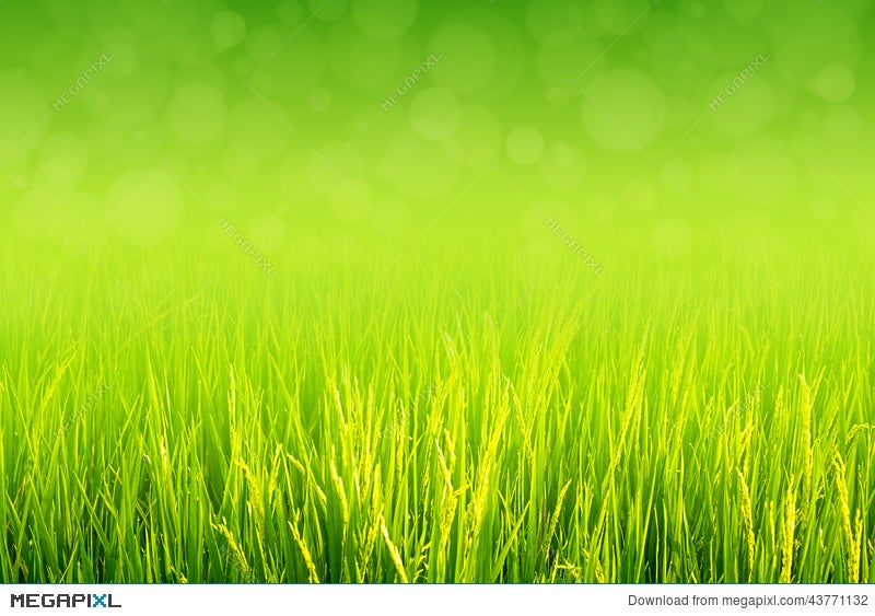 Lush Green Paddy In Rice Field. Spring And Summer Background Stock Photo  43771132 - Megapixl