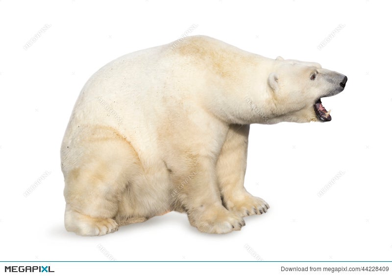 polar bear snarling