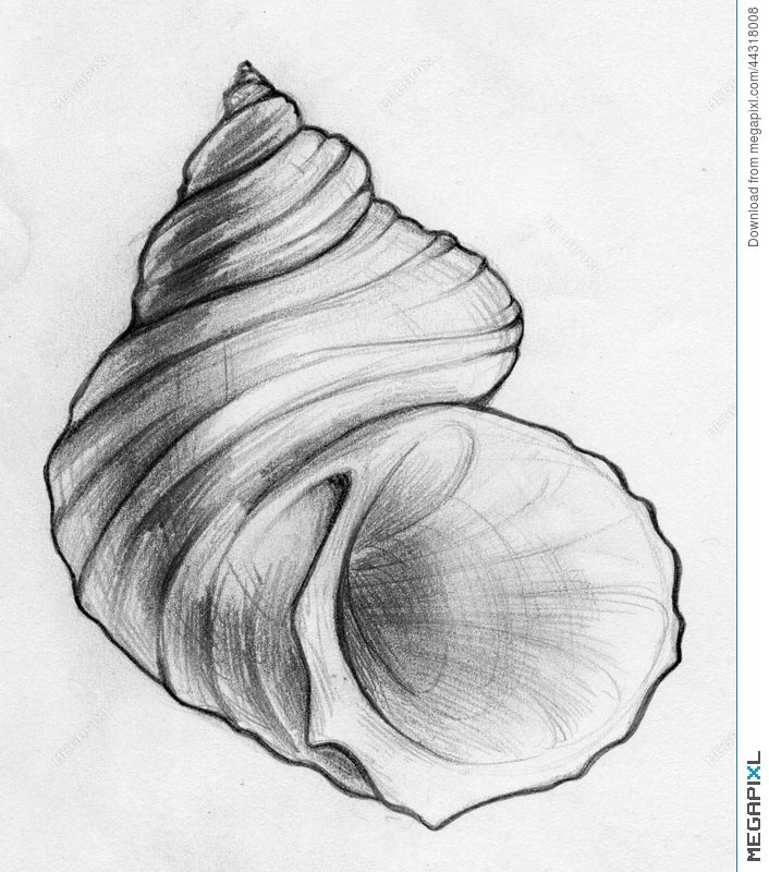 Illustration about Hand drawn pencil sketch of a spiky spiral sea shell  Illustration of sketched drawn shel  Pencil art drawings Art  sketchbook Shell drawing