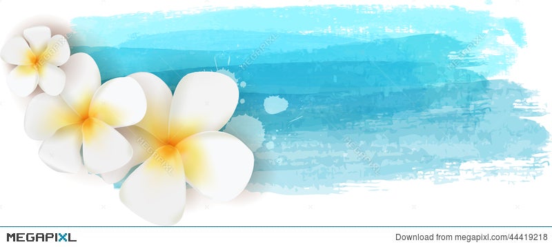 plumeria on watercolor banner illustration 44419218 megapixl plumeria on watercolor banner