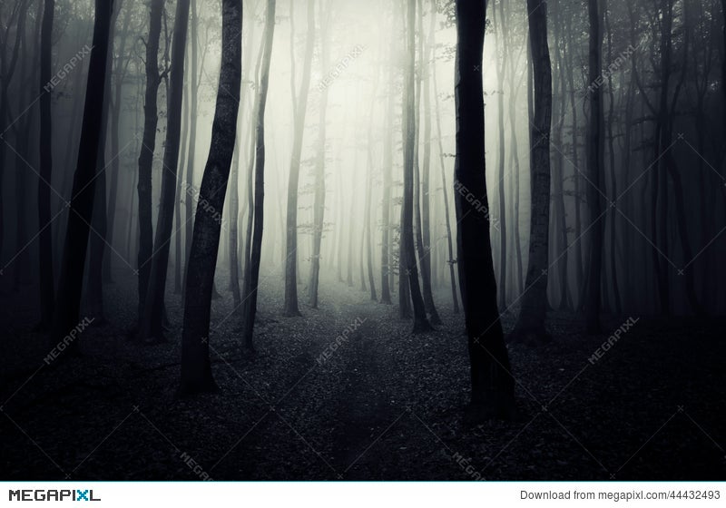 Path In A Dark Mysterious Forest On Halloween Stock Photo Megapixl