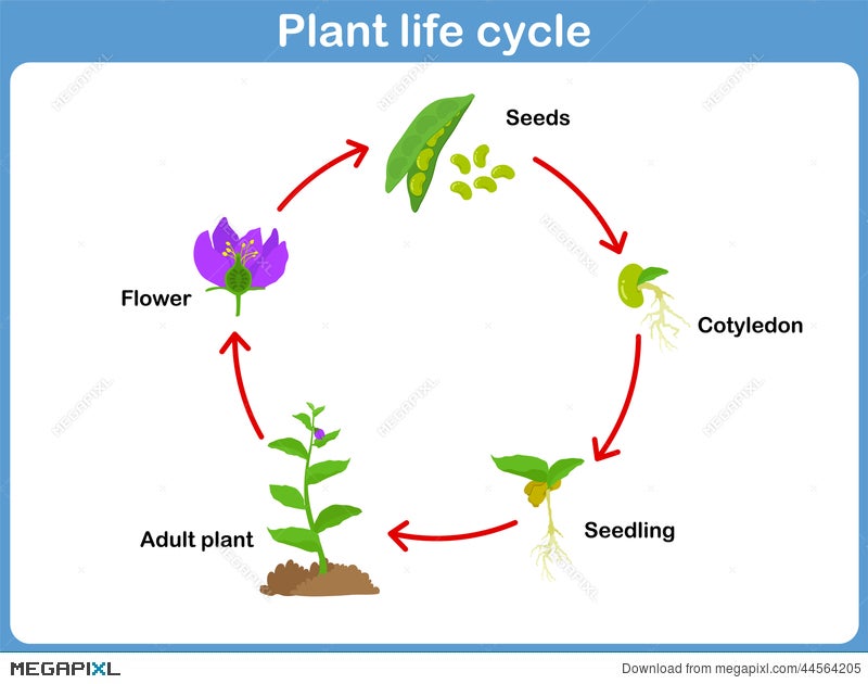 Vector Life Cycle Of A Plant For Kids Illustration 44564205 Megapixl