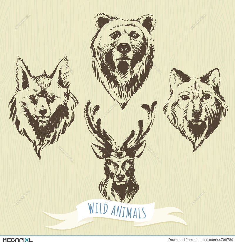 Set Of Marker Hand-Drawn Forest Animals: Wolf, Bear, Deer, Fox Illustration  44709789 - Megapixl