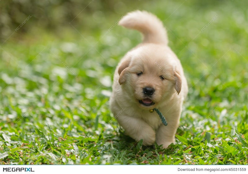Cute Golden Retriever Puppy Running Stock Photo 45031559 Megapixl