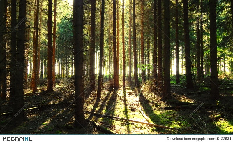 Pine Trees Background Stock Photo Megapixl