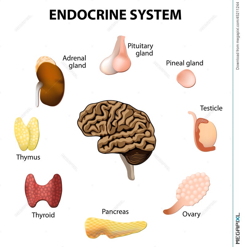 endocrine system clipart