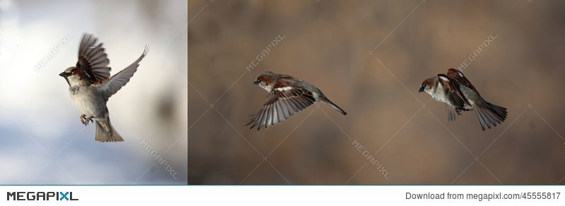 house sparrow flying