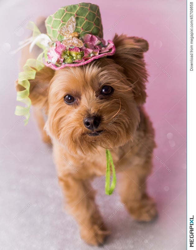 Top hat yorkies Clearance