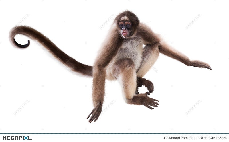 Long Haired Spider Monkey Stock Photo 46128250 Megapixl
