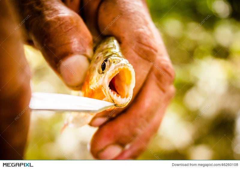 Fishing Piranha At Amazon River Amazon Jungle Stock Photo