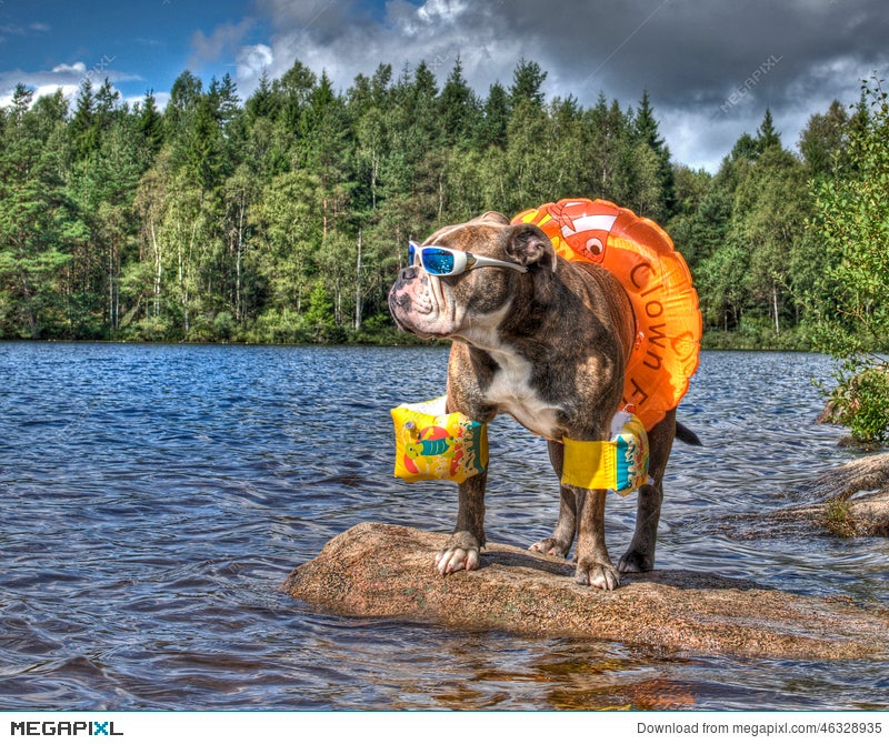 dog arm floaties