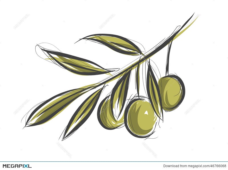 Free olive leaf  Vector Art