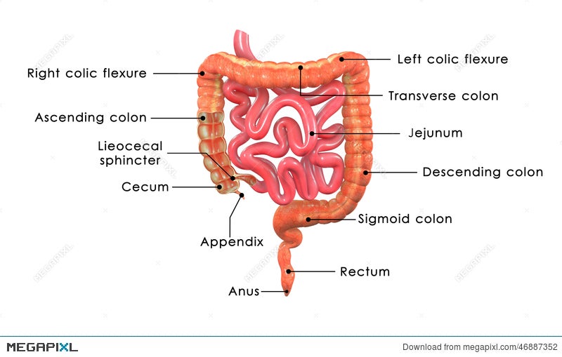 Small And Large Intestine Illustration 46887352 Megapixl