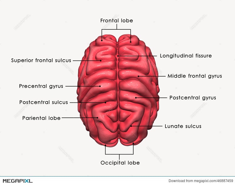 Diagram Parts Of The Brain Labeled - Diagram Media