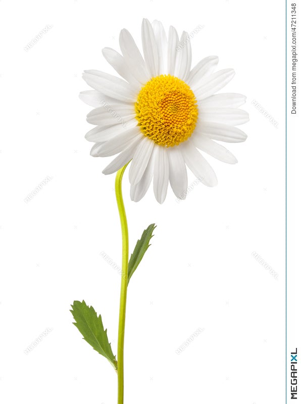 Daisy Stock Flower Images / Daisy Bouquet Photos And Premium High Res