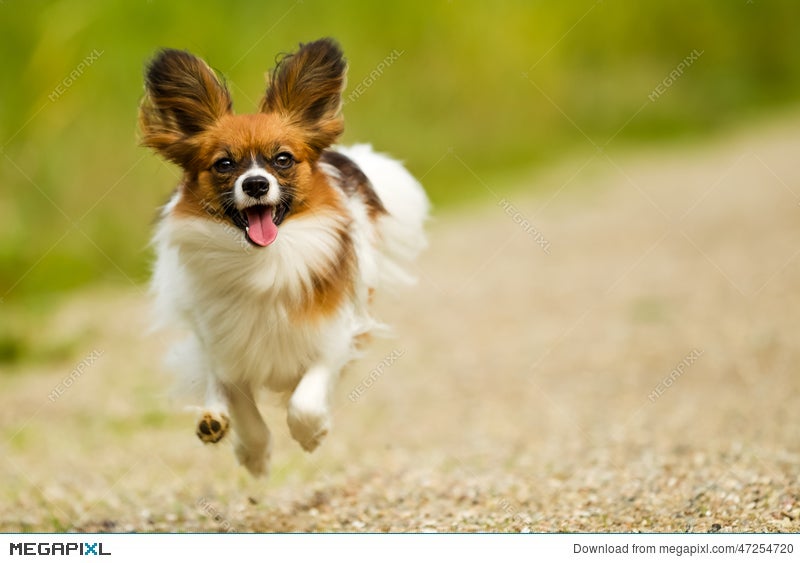 are papillon dogs happy