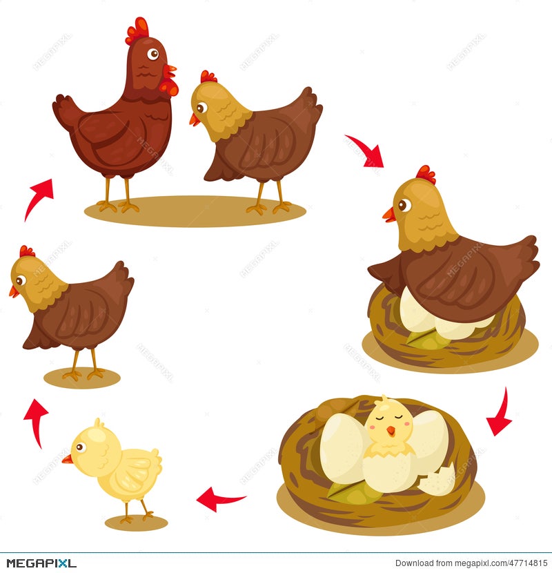 Illustrator Of Chicken Life Cycle Illustration Megapixl