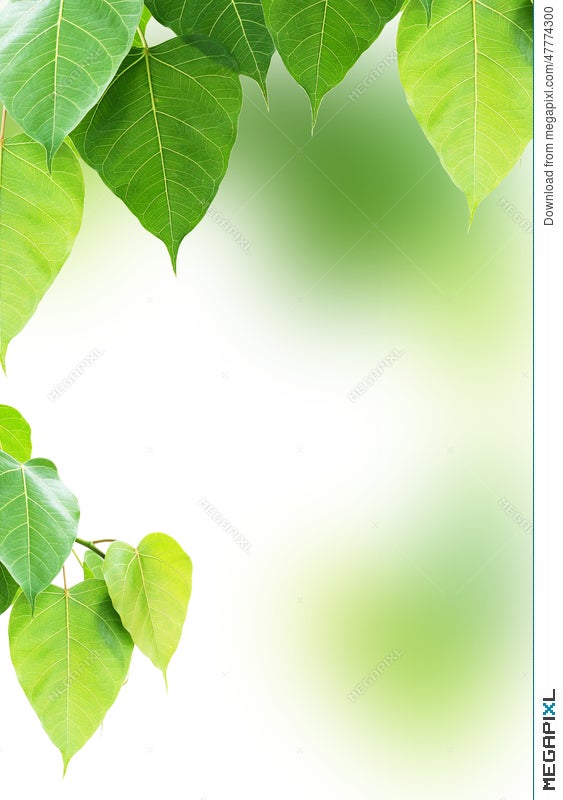 Featured image of post Buddhist Bo Tree Wallpaper 200 vectors stock photos psd files