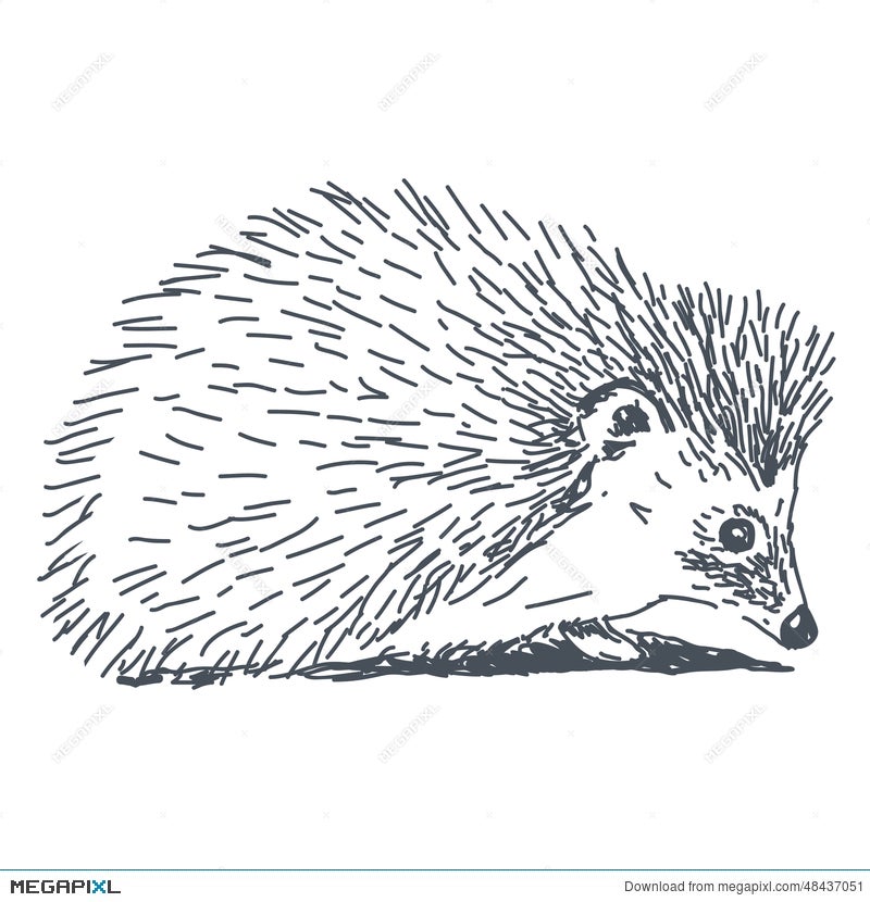 Kate Brouwer on Instagram Been practicing drawing hedgehogs  pencilsketch  Hedgehog art Cute art Animal drawings sketches