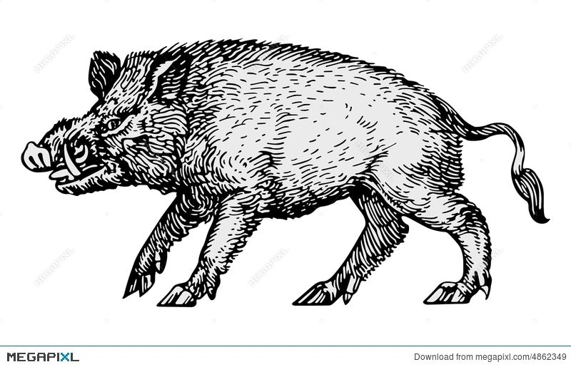 Wild Boar Vector Illustration Megapixl