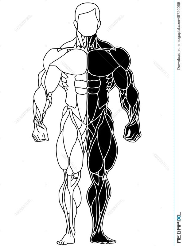 Bodybuilder sport and fitness muscle body bodybuilding healthy sketch  and colored drawing vector illustration  CanStock