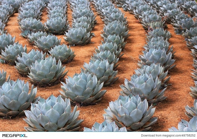 Rows Of Artichoke Agave Plants Stock Photo 49758252 , Megapixl