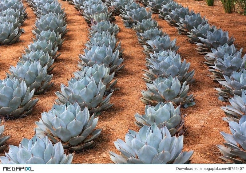 Rows Of Artichoke Agave Plants Stock Photo 49758407 , Megapixl