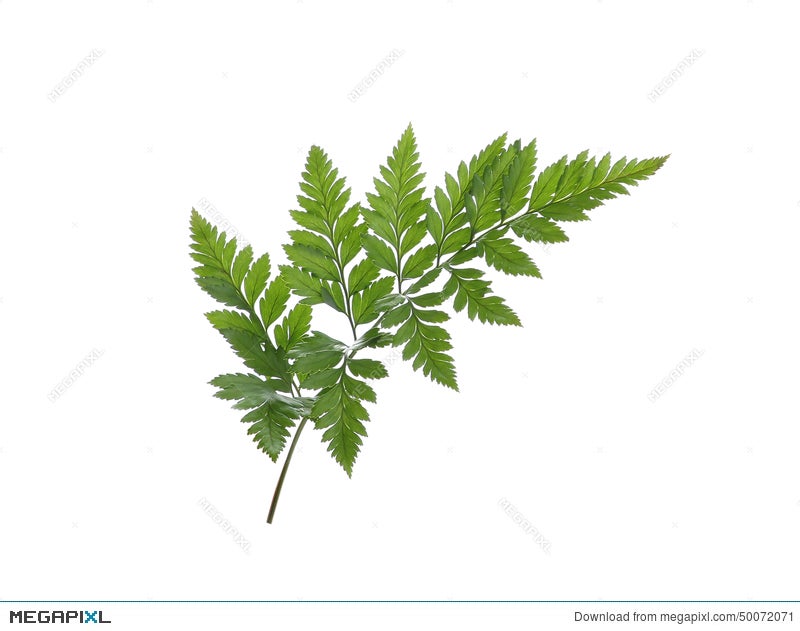 Peppersmith Fine English mints - peppermint 12x 15g (50072071)