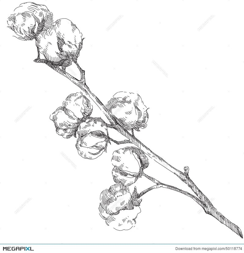 Details 79+ sketch of cotton plant best - in.eteachers