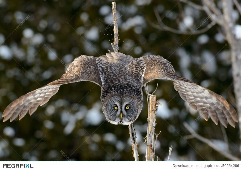 great gray owl flying