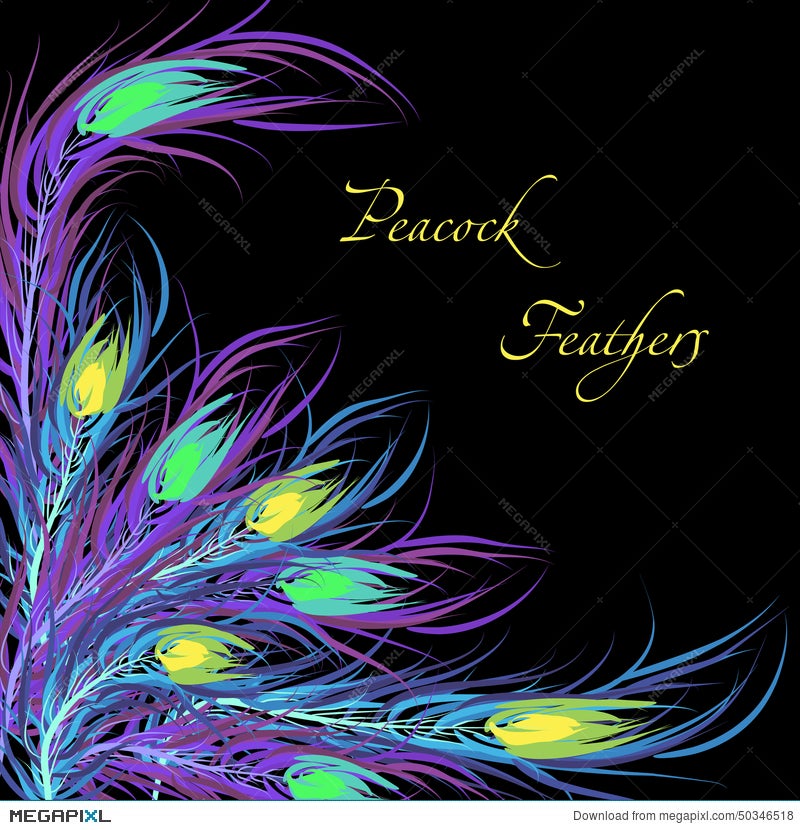 Vector Feathers Peacock. Black Background Illustration 50346518 - Megapixl