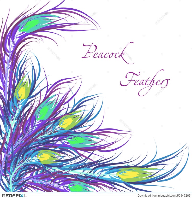 Vector Feathers Peacock. Color Background Illustration 50347285 - Megapixl