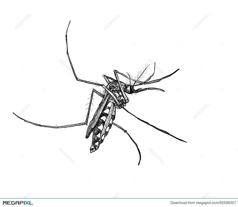 How To Draw A Realistic Mosquito Step by Step Drawing Guide by  finalprodigy  DragoArt